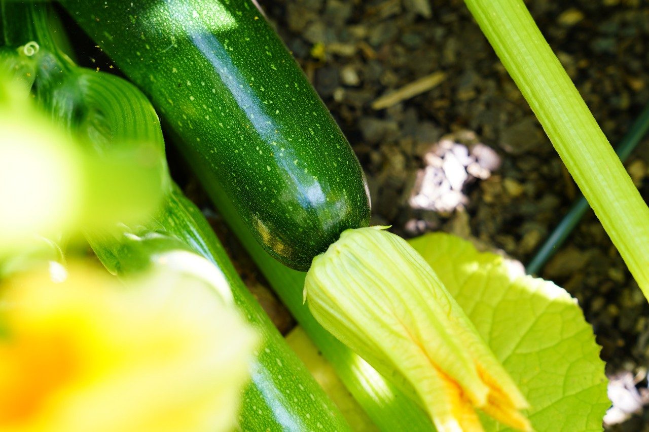 green zucchini on the plant