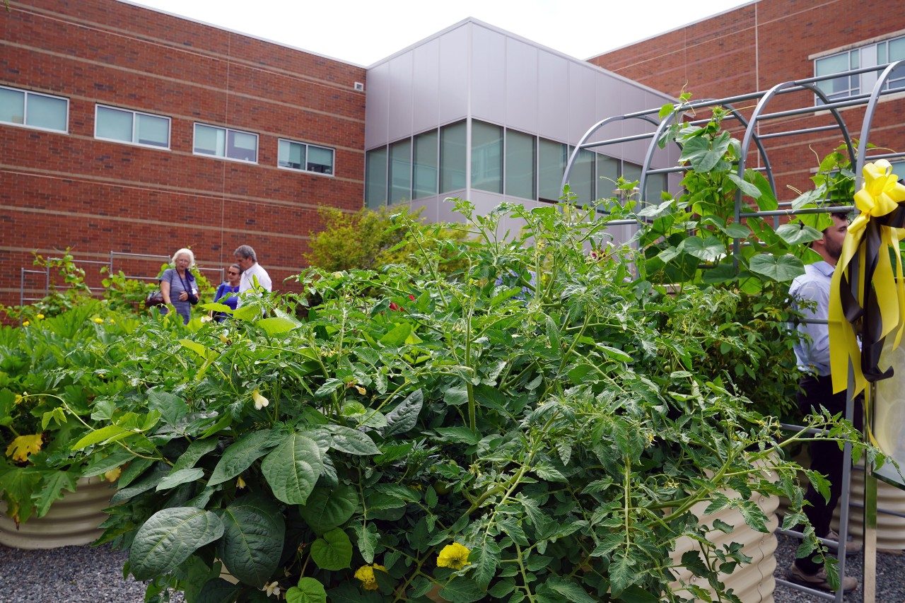 South Hill Community Garden with building in the background