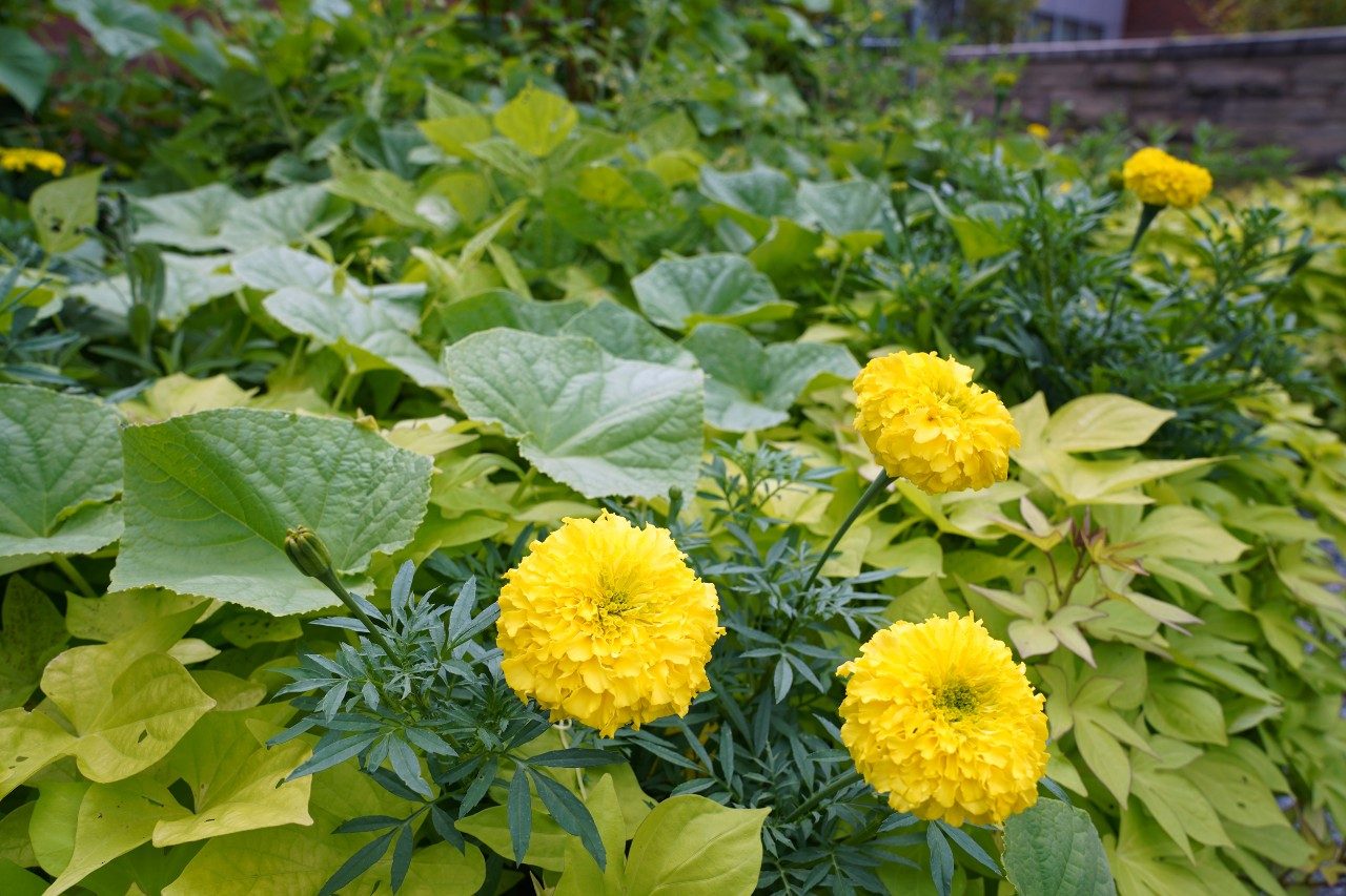 yellow marigold flowers